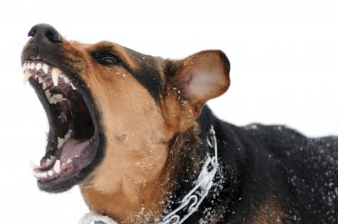 Rhode Island Dog Bite Lawyer | Robert E. Craven & Associates